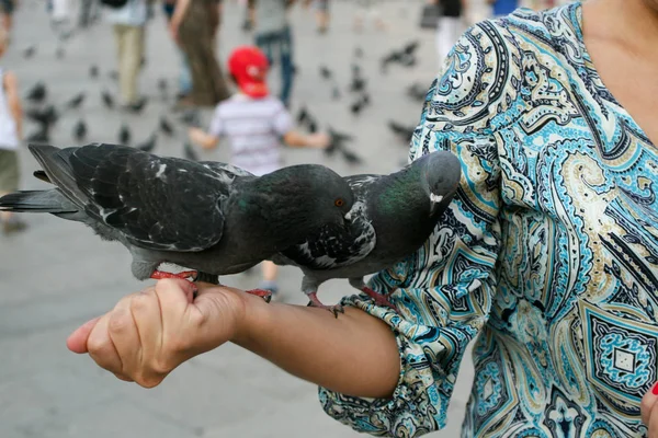 イタリア ヴェネツィア マルコ広場 青いドレスの少女の手に鳩が座っています — ストック写真