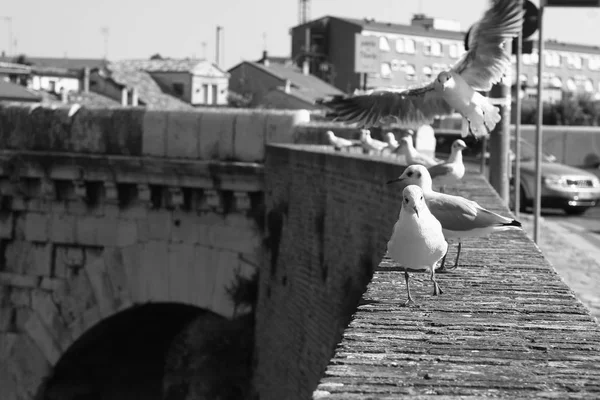 Nyári Olaszország Rimini Tiberius Híd Sirályok Hídon Fekete Fehér Fénykép — Stock Fotó