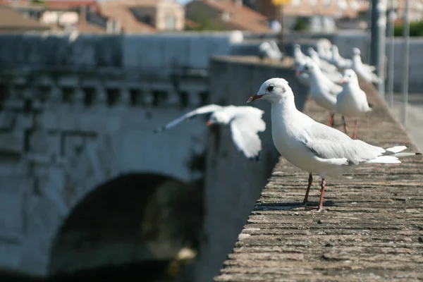 Nyári Olaszország Rimini Tiberius Híd Sirályok Hídon Színes — Stock Fotó