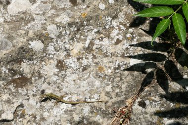 Taş, kertenkele, yeşil yaprak