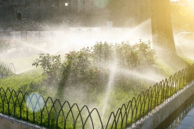 Yaz. İtalya. Roma. Çim sulama. Çiçek yataklarını sulama