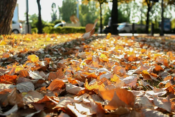Yellow Dry Fallen Leaves Asphalt — Stock Photo, Image