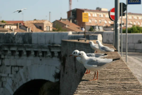 Estate Italia Rimini Ponte Tiberio Gabbiani Sul Ponte Colorato — Foto Stock