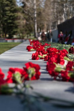 Gri granit levhada kırmızı karanfiller.