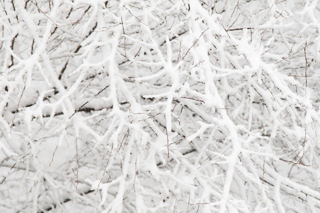 White fluffy freshly fallen snow on the black branches of the apple trees