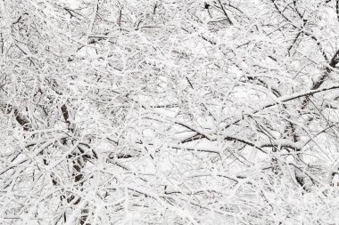 Beyaz kabarık taze kar üzerinde olan elma ağaçlarının dalları siyah düşmüş.