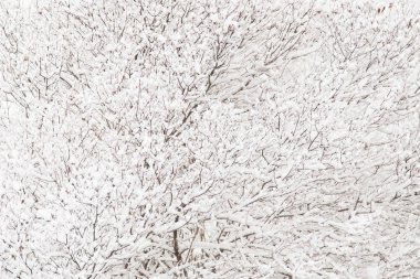 Beyaz kabarık taze kar üzerinde olan elma ağaçlarının dalları siyah düşmüş.