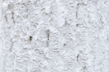 Badana ağaç kabuğu