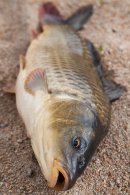 Balık kum, sazan, arka plan