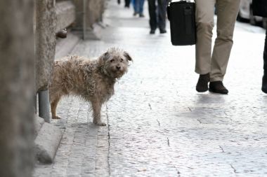 kirli yalnız terkedilmiş köpek melez sokakta köşedeki üzgün görünüyor