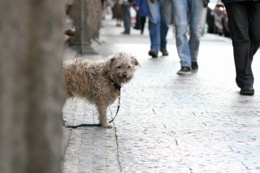 kirli yalnız terkedilmiş köpek melez sokakta köşedeki üzgün görünüyor