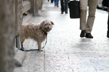 kirli yalnız terkedilmiş köpek melez sokakta köşedeki üzgün görünüyor