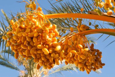 tarihi palms üstleri ile bir hasat tarihleri açık açık mavi gökyüzü karşı