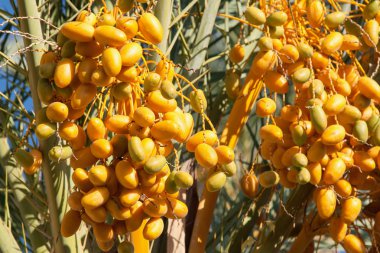 tarihi palms üstleri ile bir hasat tarihleri açık açık mavi gökyüzü karşı
