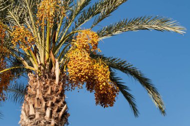 tarihi palms üstleri ile bir hasat tarihleri açık açık mavi gökyüzü karşı