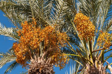 tarihi palms üstleri ile bir hasat tarihleri açık açık mavi gökyüzü karşı