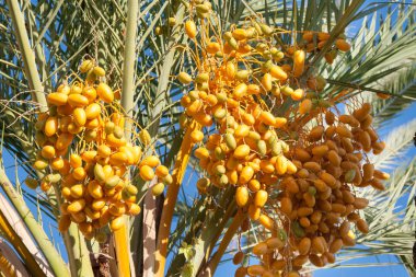 tarihi palms üstleri ile bir hasat tarihleri açık açık mavi gökyüzü karşı