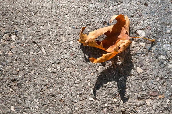 Dry Maple Leaf Orange Color Shadow Sheet Gray Asphalt — Stock Photo, Image