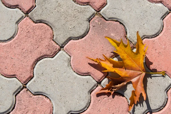 Dry Maple Leaf Orange Color Red Gray Curly Cobblestone — Stock Photo, Image