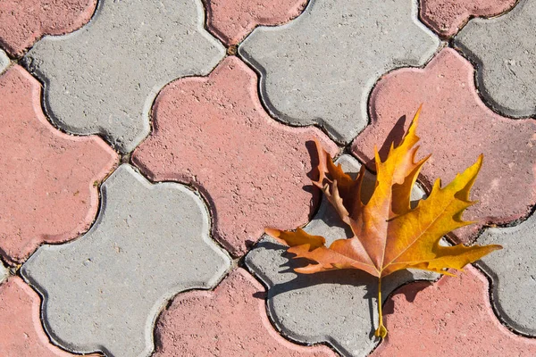 Dry Maple Leaf Orange Color Red Gray Curly Cobblestone — Stock Photo, Image