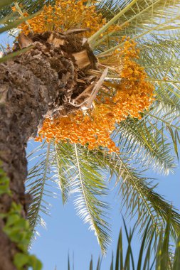tarihi palms üstleri ile bir hasat tarihleri açık açık mavi gökyüzü karşı