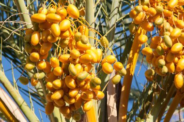 tarihi palms üstleri ile bir hasat tarihleri açık açık mavi gökyüzü karşı