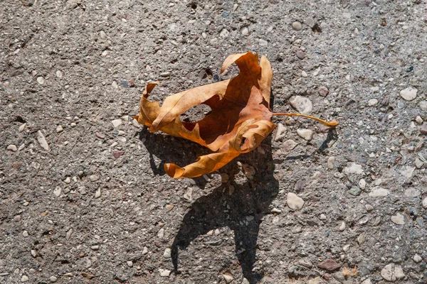 Dry Maple Leaf Orange Color Shadow Sheet Gray Asphalt — Stock Photo, Image