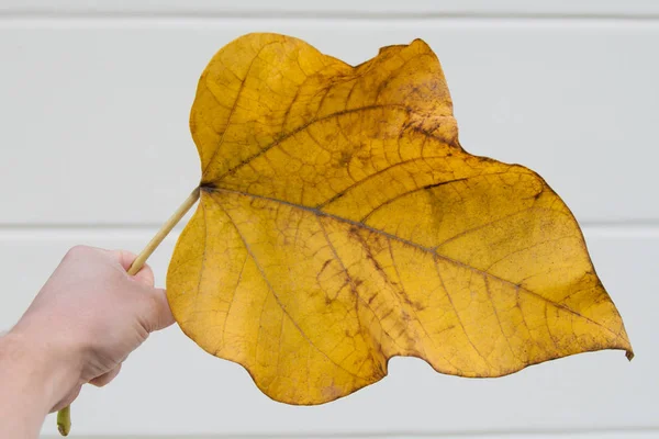 Large Yellow Fallen Leaf — Stock Photo, Image