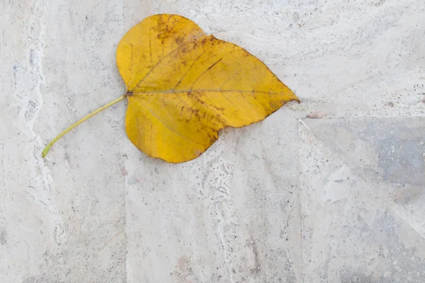 Large Yellow Fallen Leaf White Marble Background — Stock Photo, Image