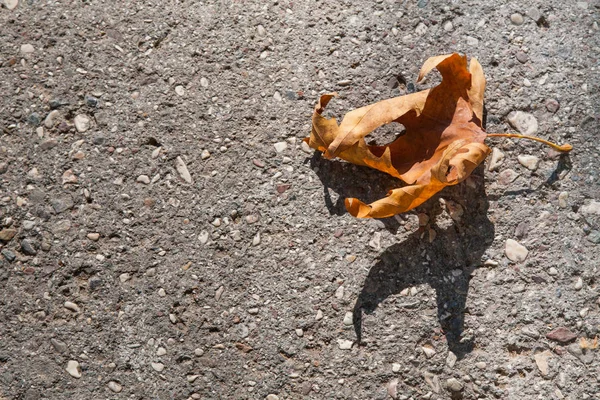 Dry Maple Leaf Orange Color Shadow Sheet Gray Asphalt — Stock Photo, Image