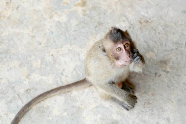 Macaco Senta Chão — Fotografia de Stock