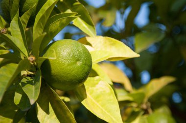 Olgun yeşil limes bir mavi gökyüzü arka plan dal
