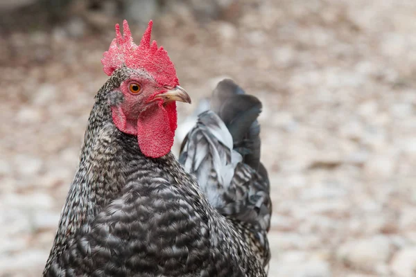 Zwarte Kip Parelhoenders Grijze Steenachtige Grond — Stockfoto