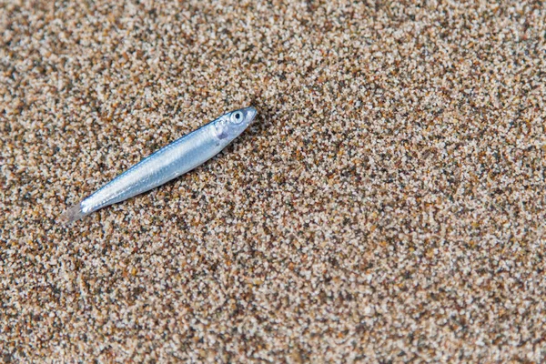 모래에 물고기 — 스톡 사진
