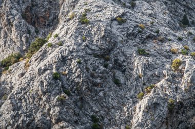Taş yakın çekim doku. Gri kaya üzerine nadir yeşil yosun ve çatlaklar ile.
