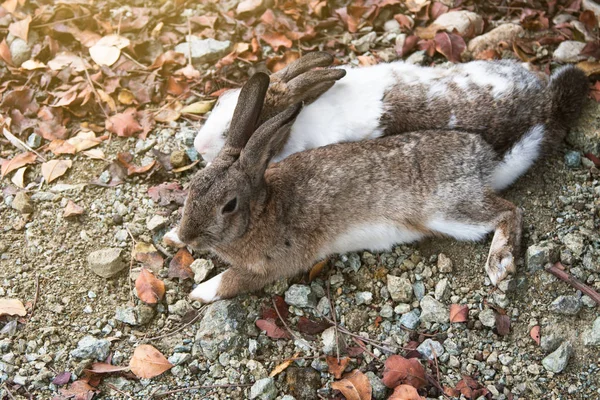 Rabbits Brown White Lie Side Side Stony Ground — Stock Photo, Image