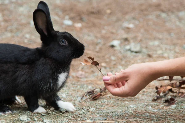 black rabbit with white paws eats dry leaves