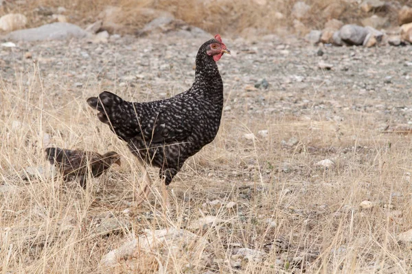 Black chicken (guinea fowl) on gray stony ground