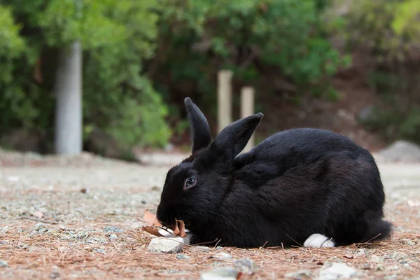 black rabbit with white paws eats dry leaves