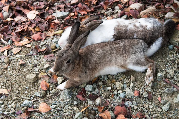 Rabbits Brown White Lie Side Side Stony Ground — Stock Photo, Image