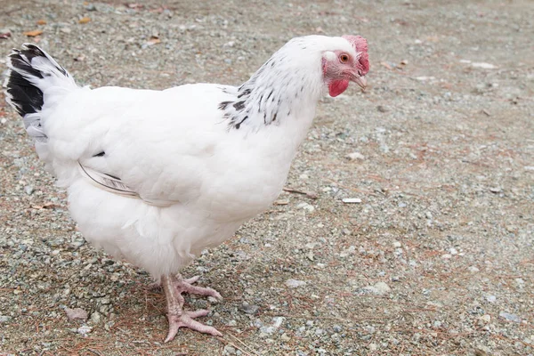 Witte Kip Met Pock Marked Vleugels Staat Stenige Grond — Stockfoto
