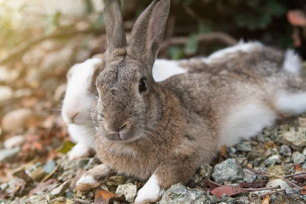 Rabbits Brown White Lie Side Side Stony Ground — Stock Photo, Image