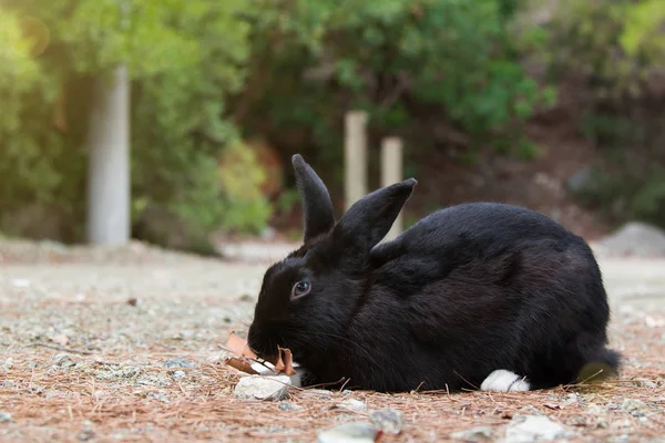 black rabbit with white paws eats dry leaves