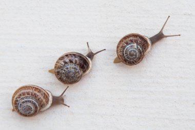 büyük üzüm salyangoz beyaz dokulu yüzeyi yarış kahverengi kabukları ile