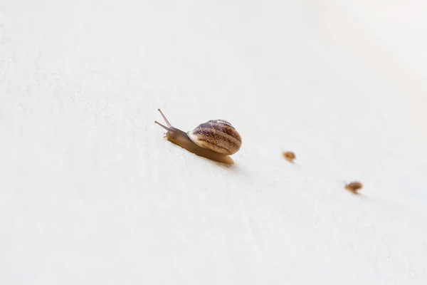 A large grape snail with small snails crawls along a white textured surface