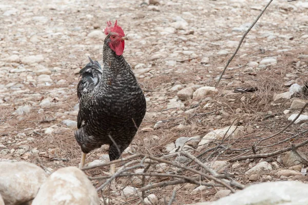 stock image Black chicken (guinea fowl) on gray stony ground