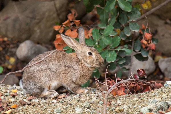 Brown Rabbit Stony Ground Amidst Dry Branches — Stock Photo, Image
