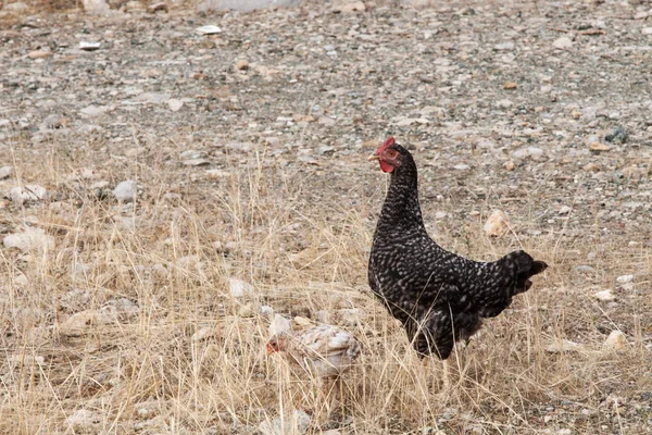 Black chicken (guinea fowl) on gray stony ground