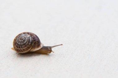 Kahverengi bir kabuk ile üzüm bir salyangoz bir beyaz dokulu yüzeye lavabolar