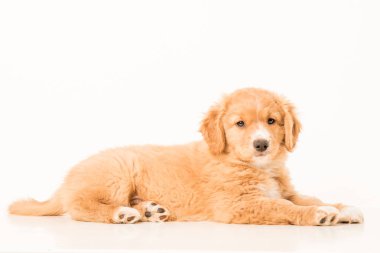 Young Toller pup clipart